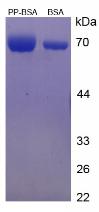 BSA Conjugated Dipalmitin (PP)