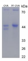 OVA Conjugated Dipalmitin (PP)