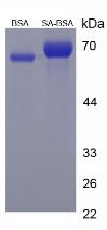 BSA Conjugated Sorbic Acid (SA)