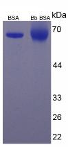 BSA Conjugated Bilirubin (Bb)