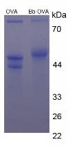 OVA Conjugated Bilirubin (Bb)