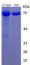 BSA Conjugated Sunset Yellow (SY)