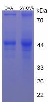 OVA Conjugated Sunset Yellow (SY)