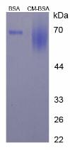 BSA Conjugated Carmine (CM)