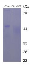 OVA Conjugated Carmine (CM)