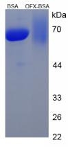 BSA Conjugated Ofloxacin (OFX)