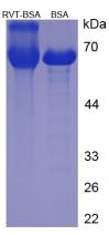 BSA Conjugated Resveratrol (RVT)