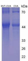 OVA Conjugated Resveratrol (RVT)