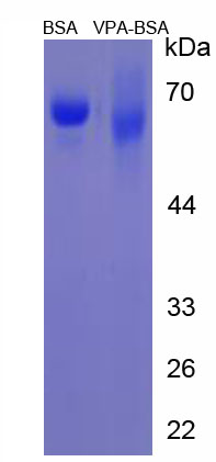 BSA Conjugated Valproic Acid (VPA)