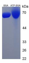 BSA Conjugated Acetamiprid (ATP)