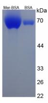 BSA Conjugated Meropenem (Mer)