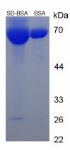 BSA Conjugated Sulfadiazine (SD)