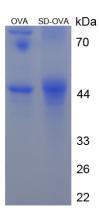 OVA Conjugated Sulfadiazine (SD)