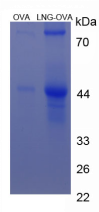 OVA Conjugated Levonorgestrel (LNG)