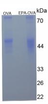 OVA Conjugated Eicosapentaenoic Acid (EPA)