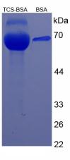 BSA Conjugated Triclosan (TCS)