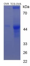 OVA Conjugated Triclosan (TCS)