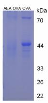 OVA Conjugated Anandamide (AEA)