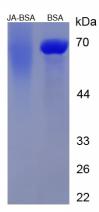 BSA Conjugated Jasmonic Acid (JA)