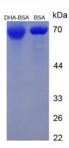 BSA Conjugated Docosahexaenoic Acid (DHA)