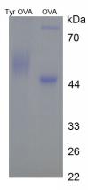 OVA Conjugated Tyrosol (Tyr)