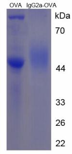 OVA Conjugated Immunoglobulin G2a (IgG2a)