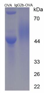 OVA Conjugated Immunoglobulin G2b (IgG2b)