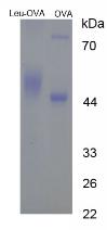 OVA Conjugated Leucine (Leu)