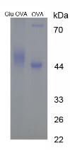 OVA Conjugated Glutamic Acid (Glu)