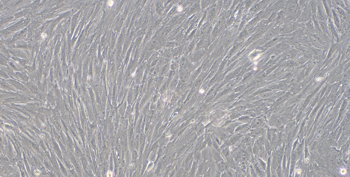 Primary Rabbit Umbilical Mesenchymal Stem Cells (UMSC)