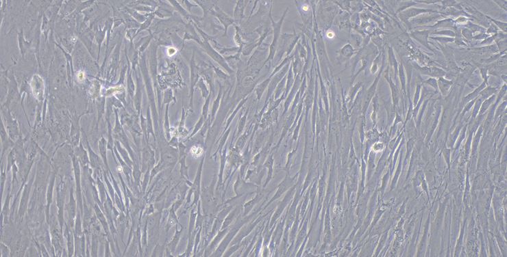 Primary Rabbit Meningeal Cells (MC)