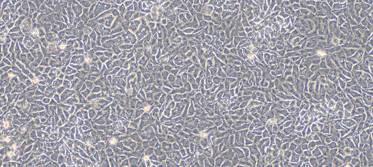 Primary Rat Seminal Vesicle Epithelial Cells (SVEC)