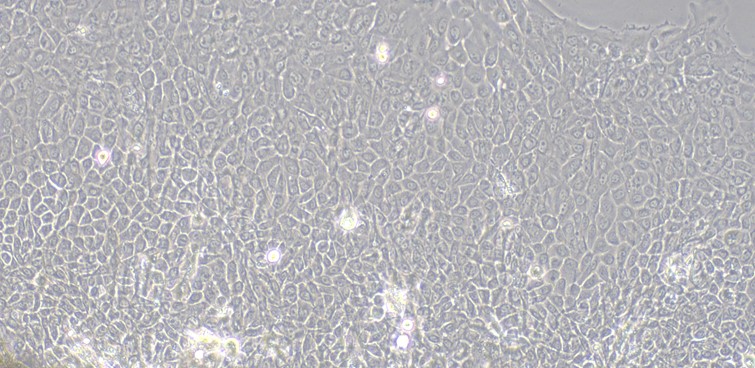 Primary Caprine Gingival Epithelial Cells (GiEC)