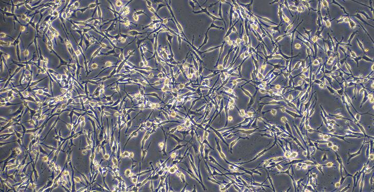 Rat PC12 Phaeochromocytoma Cells (PC12)