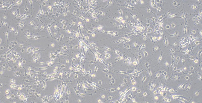 Primary Canine Spinal Cord Neuron Cells (SCN)