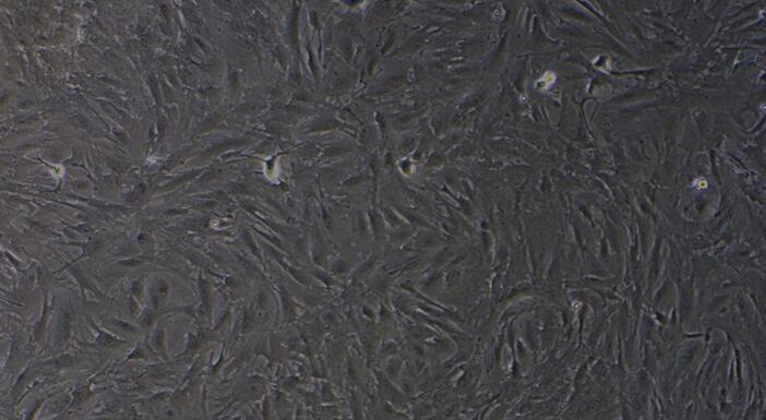 Primary Rat Spinal Cord Astrocytes (SCA)