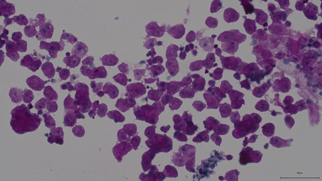 Primary Mouse Hepatocyte (Hep)