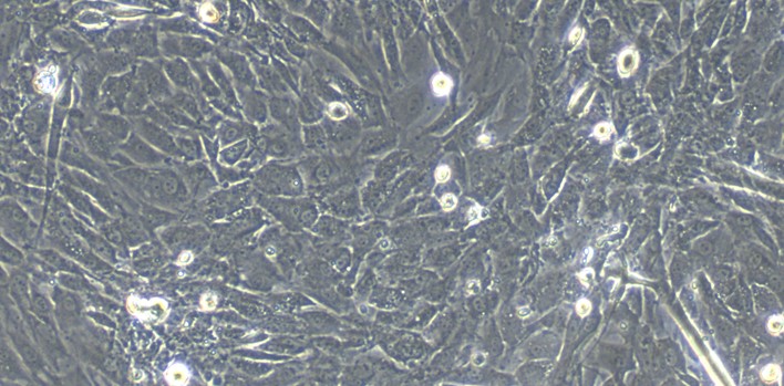 Primary Mouse Tendon Cells (TC)