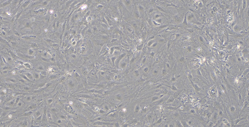 Primary Rat Placental Subtotipotent Stem Cells ( PSSC)