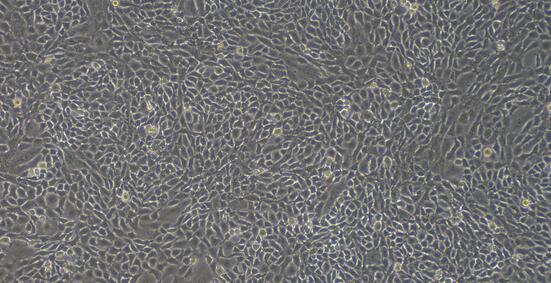 Rat RLE-6TN Lung Epithelial Cells (RLE-6TN)