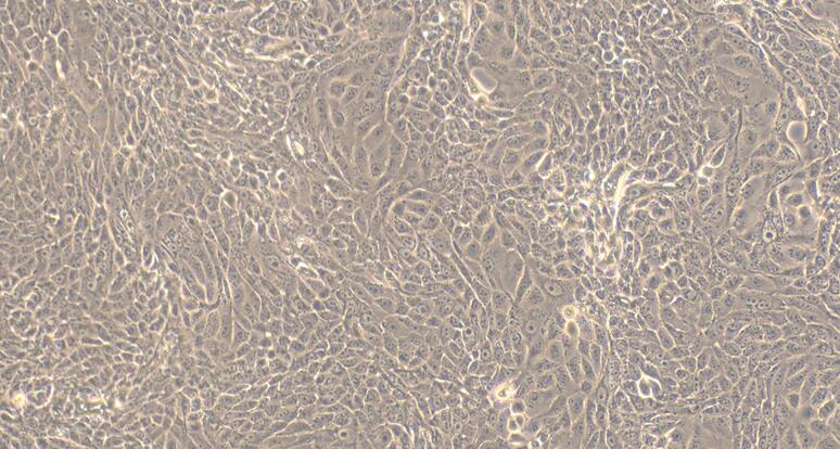 Canine MDCK Kidney Cells (MDCK)