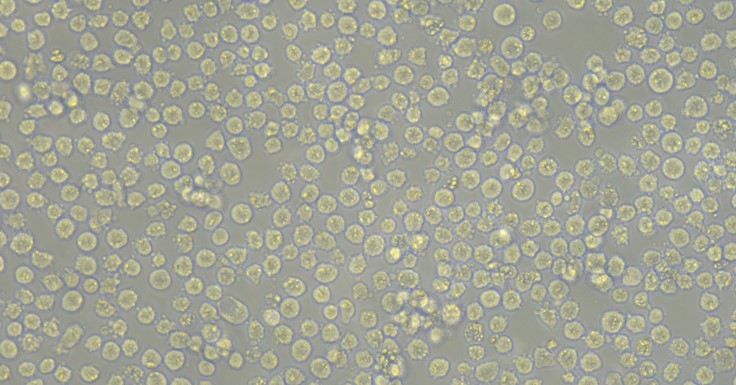 Human THP-1 Monocytic in Leukemia Cells (THP-1)