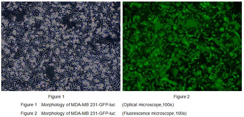 Human MDA-MB-231 Triple-negative Breast Cancer Cells (MDA-MB-231)