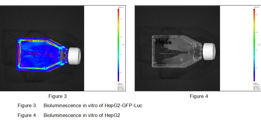 Human Luciferase HepG2 Hepatocellular Carcinoma Cells (HepG2-Luc)