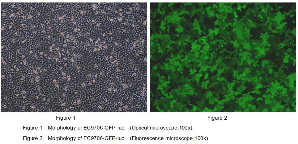 Human Luciferase  E<b>C970</b>6 Esophageal Carcinoma Cells (E<b>C970</b>6-Luc)