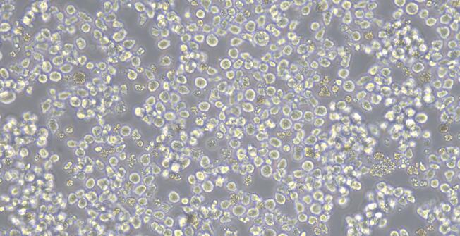 Human NB4 Acute Promyelocytic Leukemia Cells (NB4)