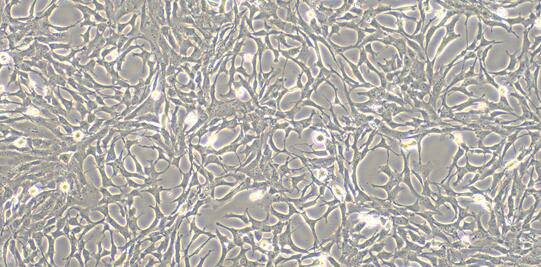 Mouse C8-D1A Brain Astrocytes (C8-D1A)