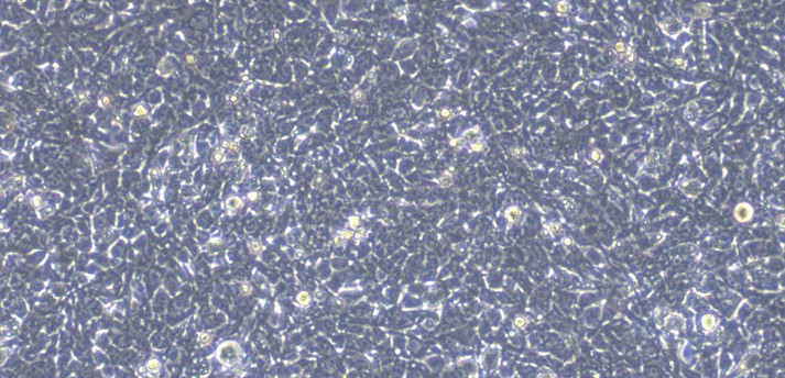 Human HEK 293F Embryonic Kidney Cells (HEK 293F)