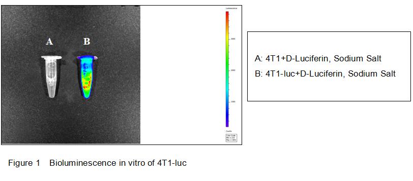 Mouse Luciferas  4T1  Breast Cancer Cells (4T1-Luc)