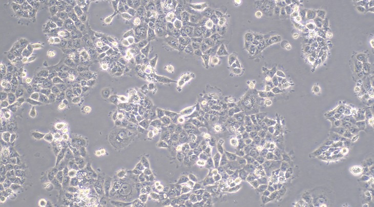 Human Cal-27 Tongue Squamous Carcinoma Cells (Cal-27)